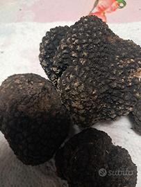 tartufi