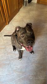 Amstaff da monta