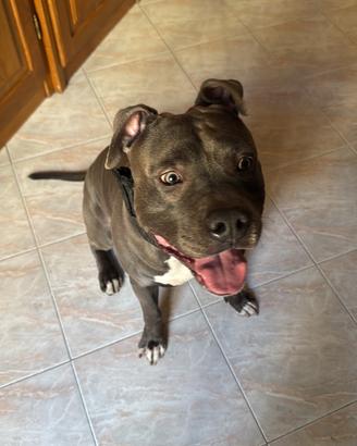 Amstaff da monta