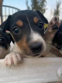Cuccioli di Jack Russell Terrier