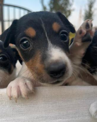 Cuccioli di Jack Russell Terrier