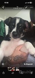 Cuccioli di Cane