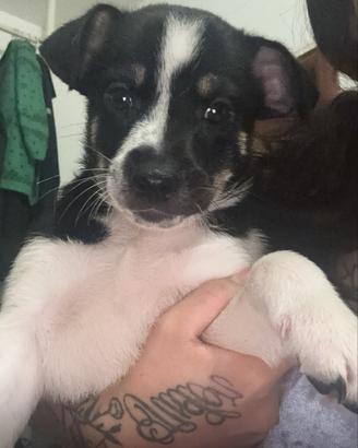 Cuccioli di Cane