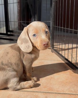 Cuccioli di bassotto