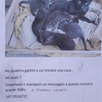 Gattini adorabili