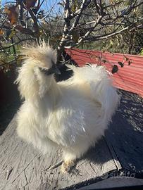 Galli moroseta bianchi