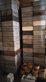 melari per arnie completi di favi