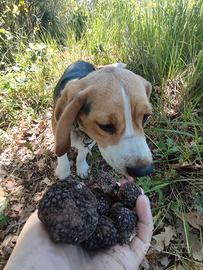 Cane da tartufo esperta
