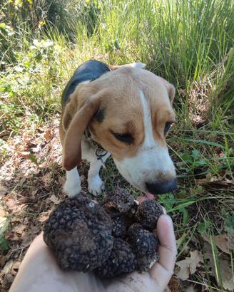Cane da tartufo esperta