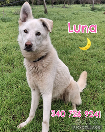 Luna: cucciola dolce e giocherellona