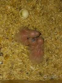 Disponibili pulli da imbecco di pyrrhura molinae