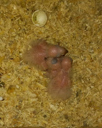 Disponibili pulli da imbecco di pyrrhura molinae