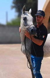 Cavalla Araba Purosangue