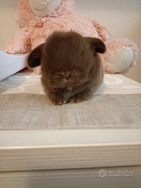 Minilop coniglio cuccioli