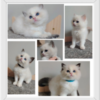 Ragdoll con pedigree