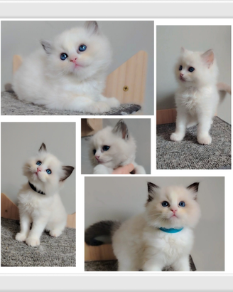 Ragdoll con pedigree