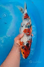 Carpe koi nisai