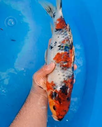 Carpe koi nisai
