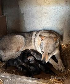 Cuccioli Cane lupo cecoslovacco