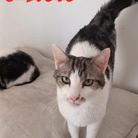 Adorabile gatto in adozione, MIELE