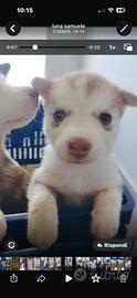 Siberian husky