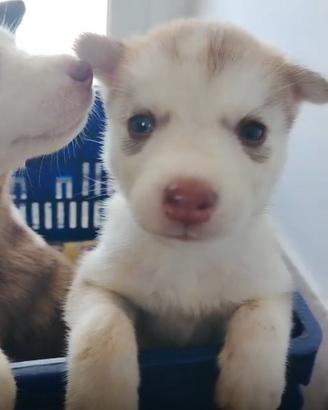 Siberian husky