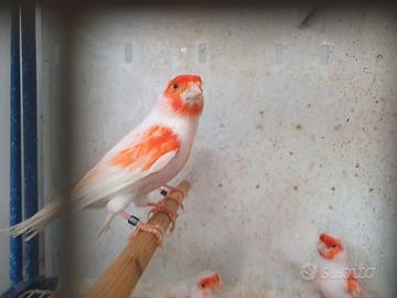 Mosaici rossi pronti per cova