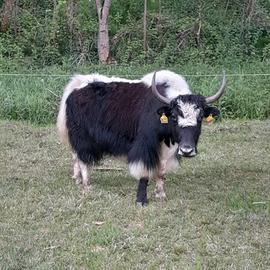 Vacca yak