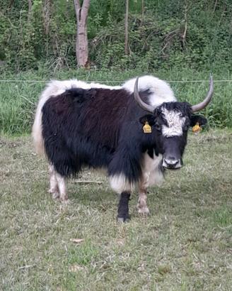 Vacca yak