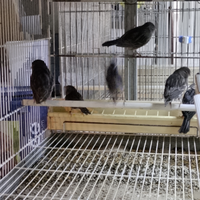 Canarini portatori di perla