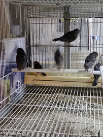 Canarini portatori di perla