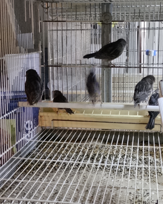 Canarini portatori di perla