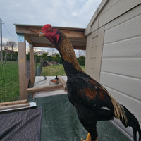 O-Shamo puro per passione ?