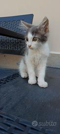 Gattino dolcissimo 