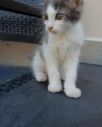 Gattino dolcissimo 