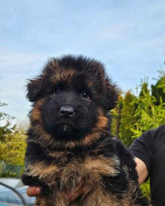 Cuccioli di pastore tedesco