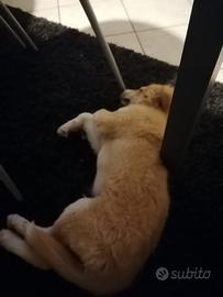 Solo per amanti di animali