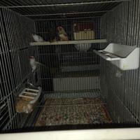 Diamantini maschi e femmine