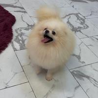 DOLCISSIMO Volpino Pomerania CUCCIOLO BIANCO