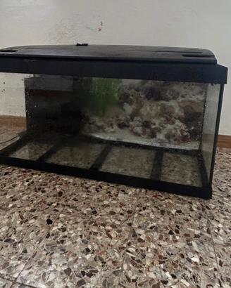 acquario