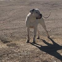 Dogo argentino per monta