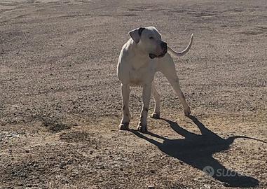 Dogo argentino per monta