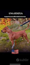 American Staffordshire