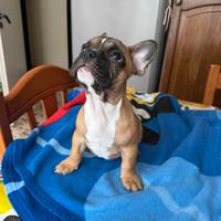 Disponibile cucciolo di bulldog francese