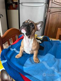 Disponibile cucciolo di bulldog francese