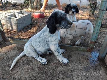 Splendidi cuccioli di setter inglese