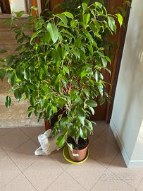 Pianta da interni
