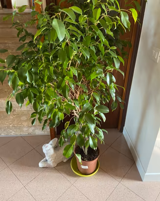 Pianta da interni