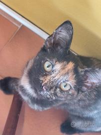 Regali gattini