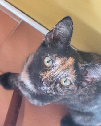 Regali gattini